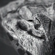Image of crocodile