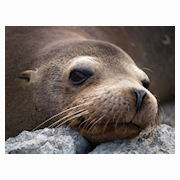 Click here to view Galapagos gallery
