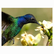 Click here to view South America gallery