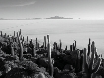 Image of cacti